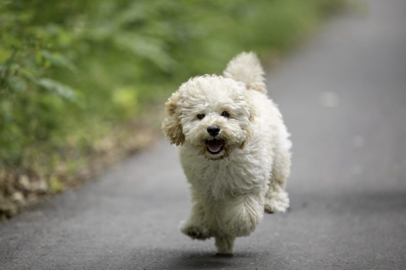 A happy Poodle Mix running on tarmac with mouth open, like the California dog featured in a children's book.