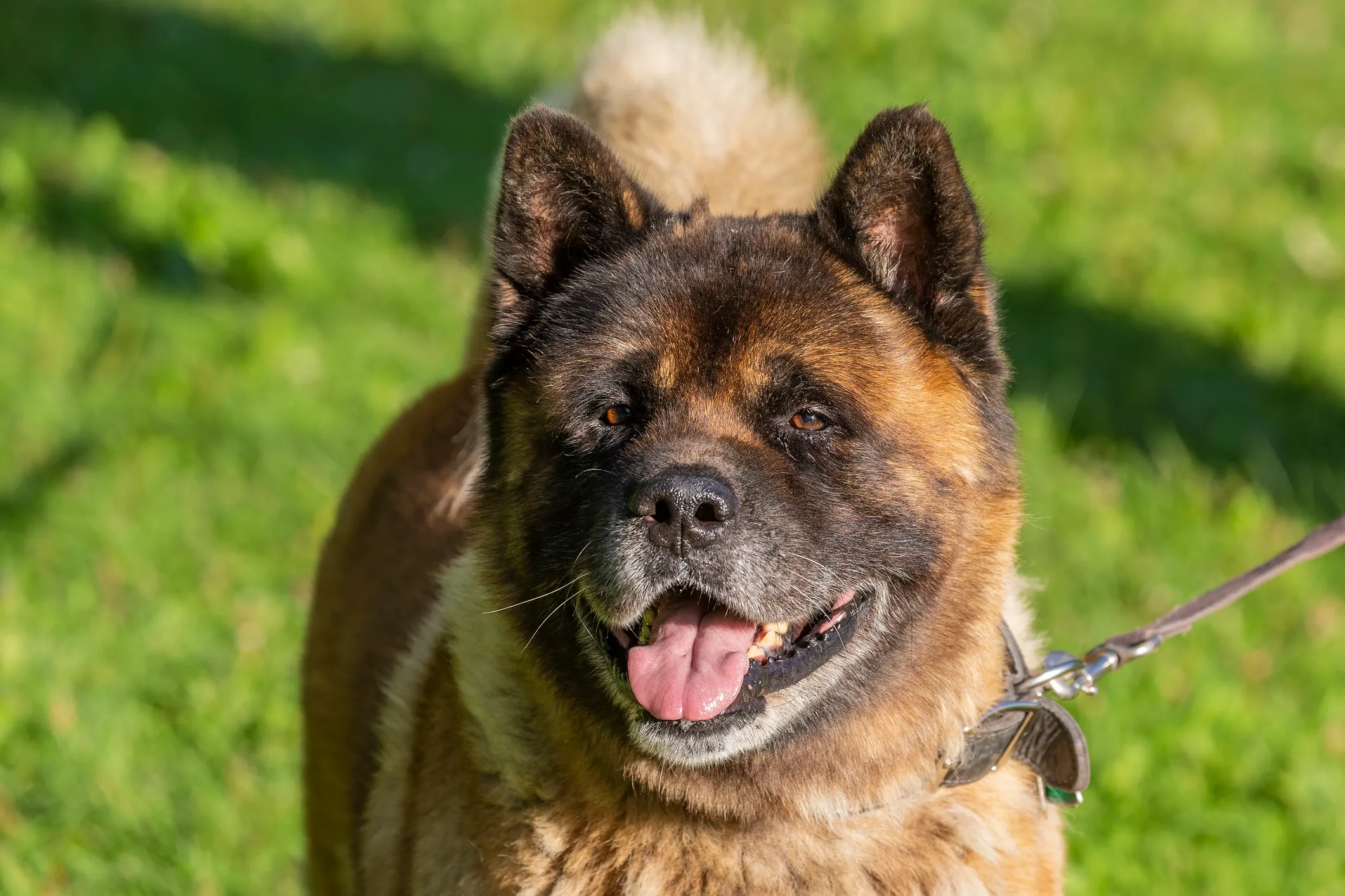American Akita Dog Breed Information & Characteristics