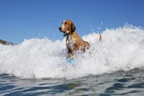 A dog surfing like the famous surfer dogs.