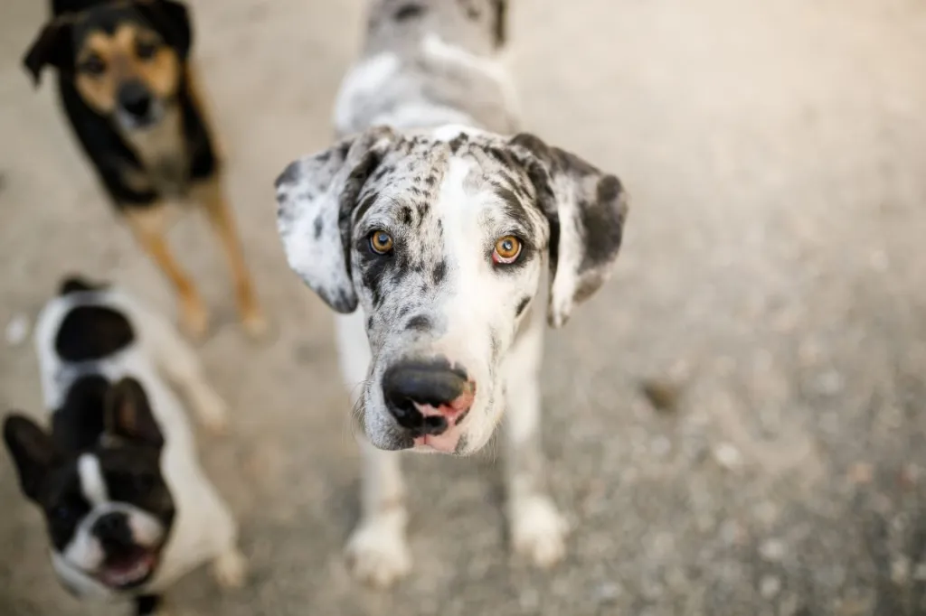 black and white spotted Great Dane with hazel eyes looking up at the camera. Behind, two dogs stand out of focus.