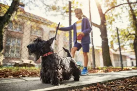 A child walking a Scottish Terrier, similar to the dogs who were used in a Purdue University study in identifying cancer risk factors related to smoking.