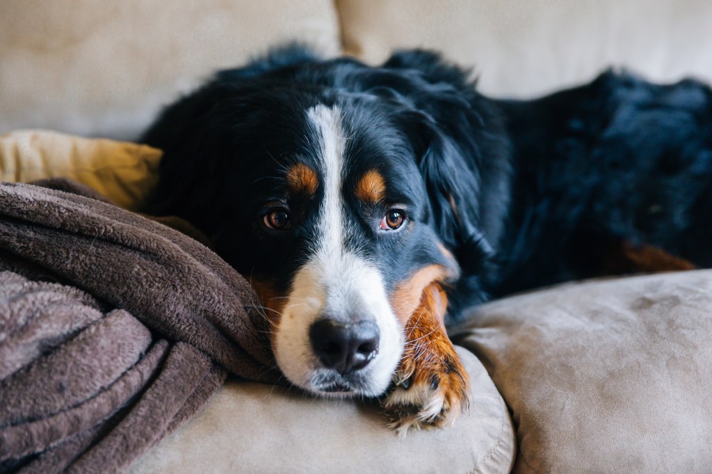 Picture of a sleepy-looking Bernese Mountain Dog resting on a tan-colored couch. Sadly, the Bernese Mountain dog lifespan is shorter due to many predisposed health conditions.
