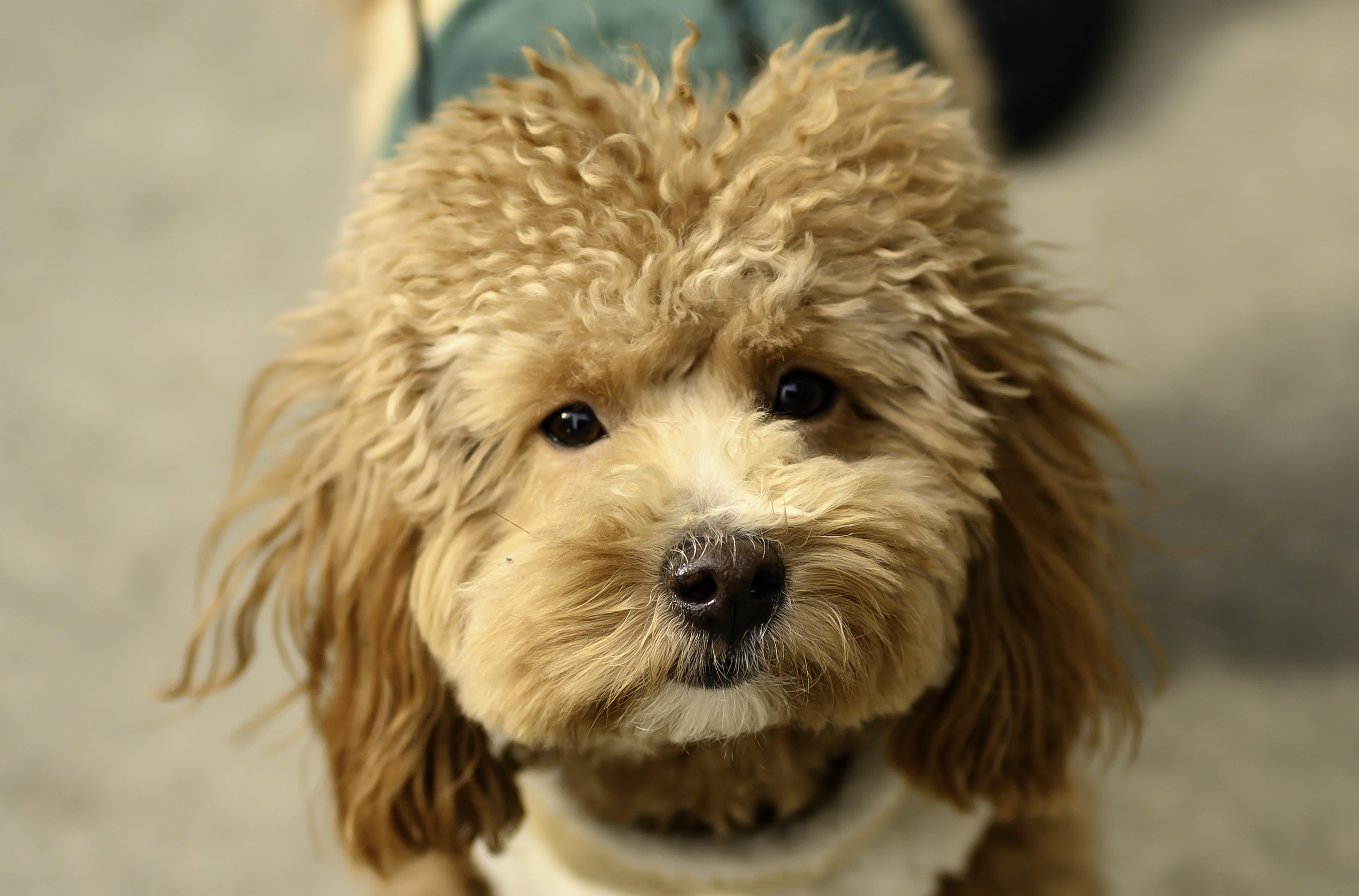 Havanese sales poodle mix