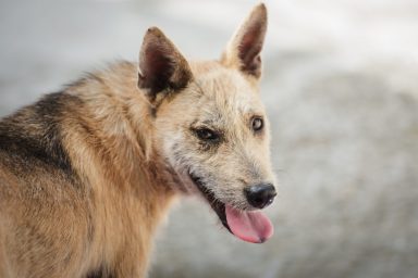 A stray dog similar to Hachi in North Charleston who was found with a bullet lodged in cheek.