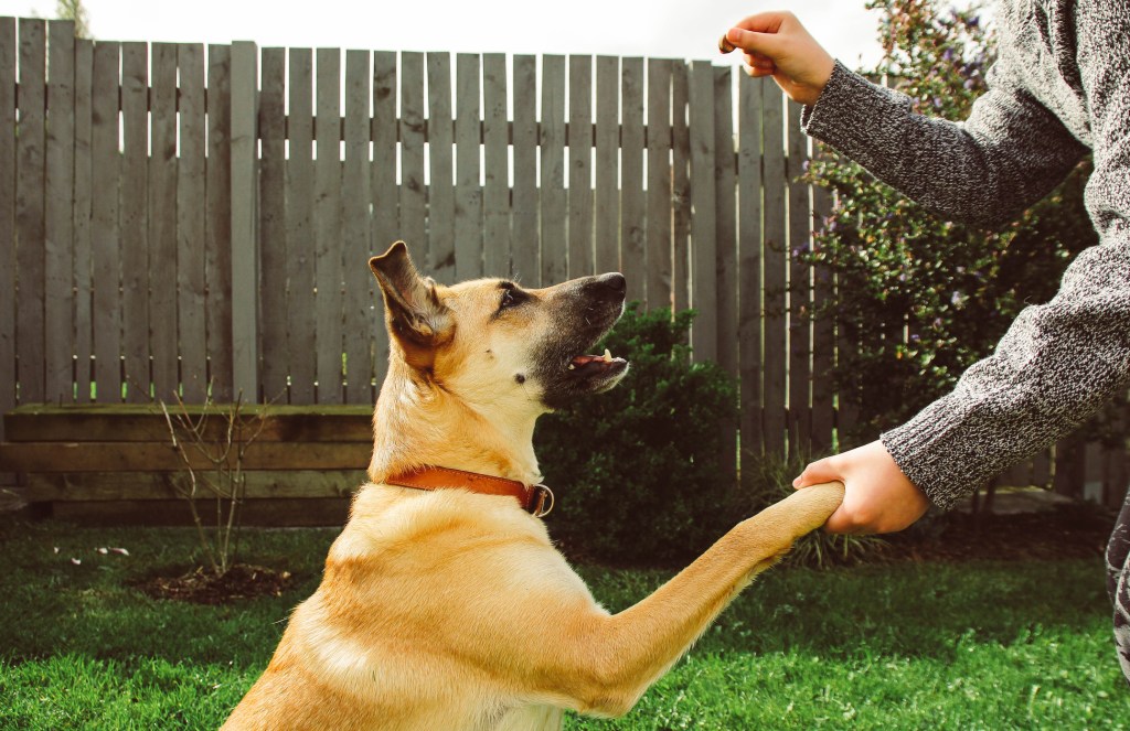 Cute dog working on training. This dog gives his owner a paw in exchange for a treat.