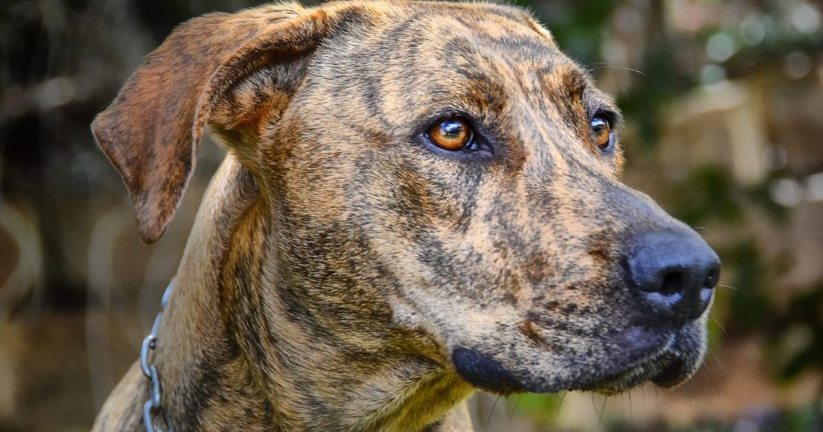 Plott Hound Dog Close-up