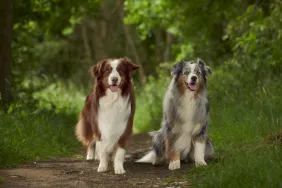 Two Australian Shepherd dogs standing side by side, like the two purebred dogs stolen in Houston.