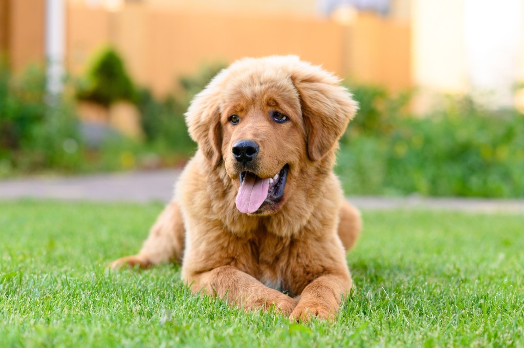 Tibetan mastiff puppy with gold colored coat