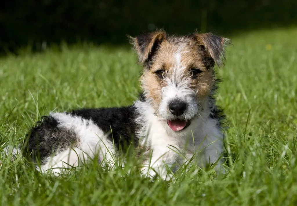 Wire-Haired Fox Terrier puppy laying on Lawn