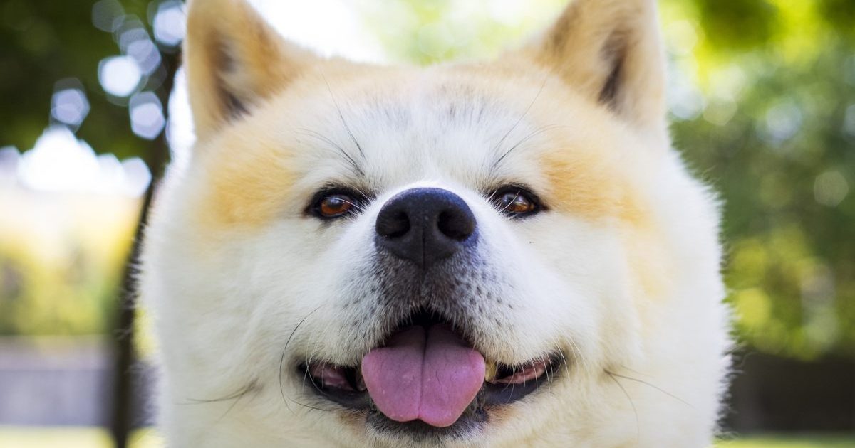 The Akita, also known as Akita Inu dog, smiling at the camera. This adorable dog is clearly very happy in a park.