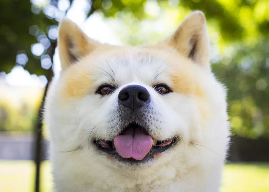 The Akita, also known as Akita Inu dog, smiling at the camera. This adorable dog is clearly very happy in a park.