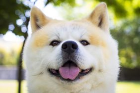 The Akita, also known as Akita Inu dog, smiling at the camera. This adorable dog is clearly very happy in a park.