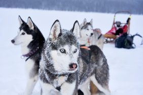 Alaskan Huskies engaged in dog sledding, similar to the Huskies in Krabloonik waiting to find new homes as adoption slows down.