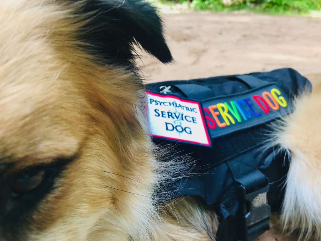 Mental Health Service dog with black working vest and Post traumatic stress disorder tag. The dog is a Black and tan mixed breed Australian Shepard/Husky and he is happily training or working outdoors with his owner.
