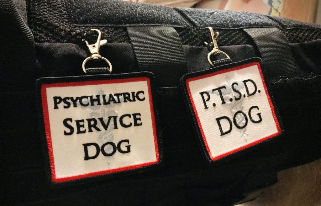 Mental Health Service dog with black working vest and Post traumatic stress disorder tag. The dog is a Black and tan mixed breed Australian Shepard/Husky.