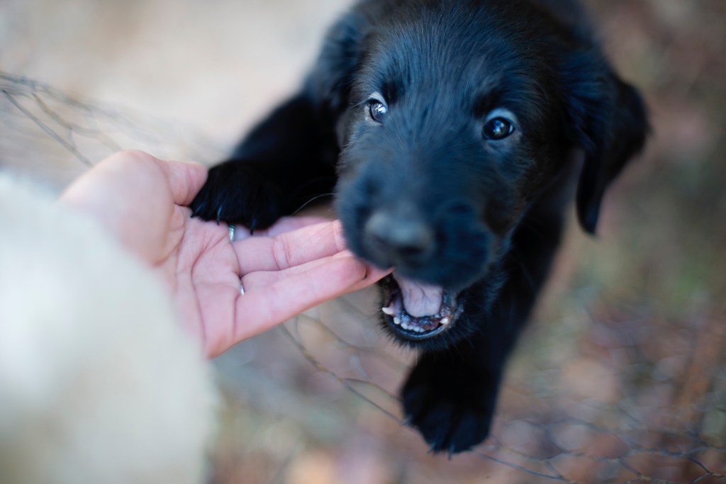 A black puppy biting the fingers of a woman. Training can help curb the dog bite epidemic
