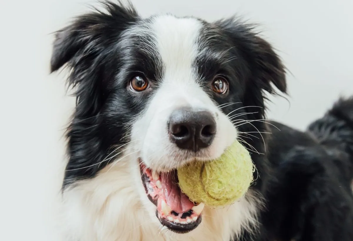 Low energy 2024 border collie