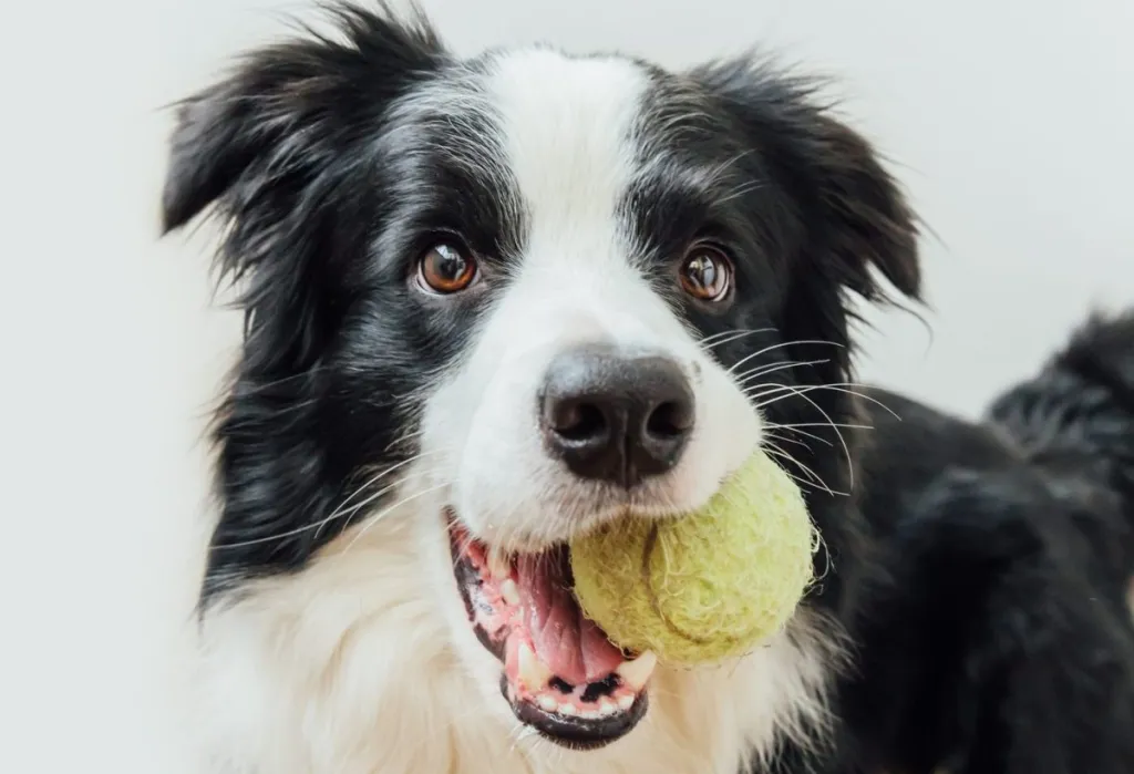 Active dogs like the Border Collie, a high energy level breed, holding toy ball in mouth isolated on white background.