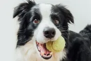 Active dogs like the Border Collie, a high energy level breed, holding toy ball in mouth isolated on white background.