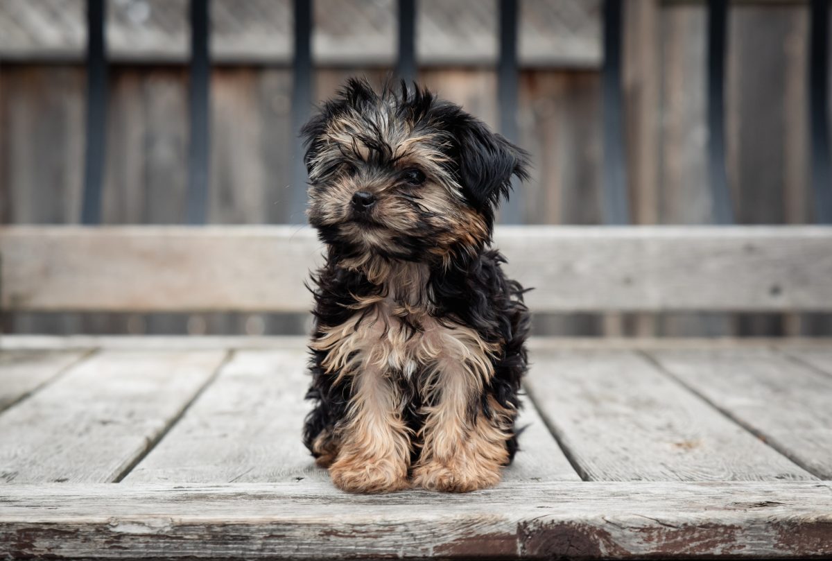 What is a morkie hot sale puppy