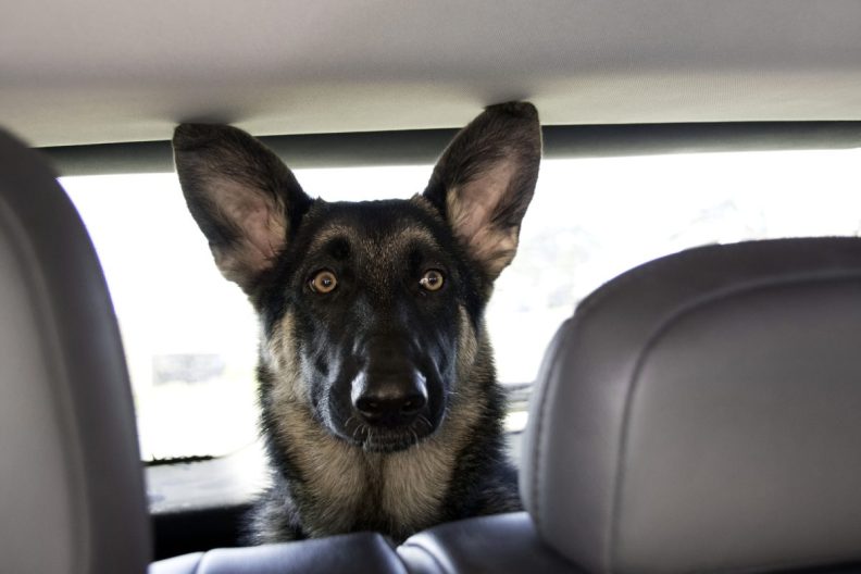 German Shepherd Dog head in backseat of car like the one who died from heat in Colorado at golf club.