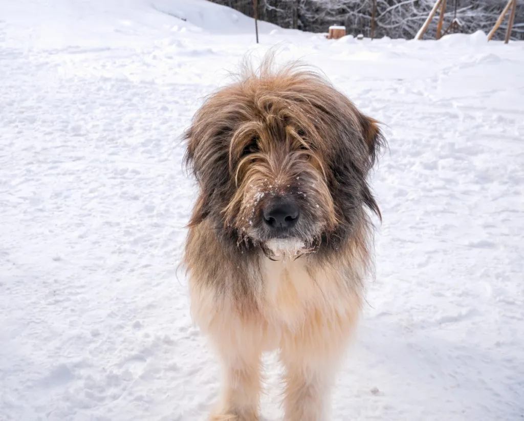Large Romanian Mioritic Shepherd Dog originated in the Carpathian Mountains of Romania. Dog used as a herd protector.