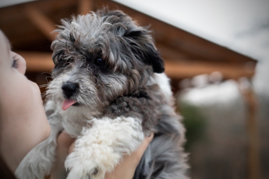 Woman plays with baby Aussiedoodle mixed breed puppy