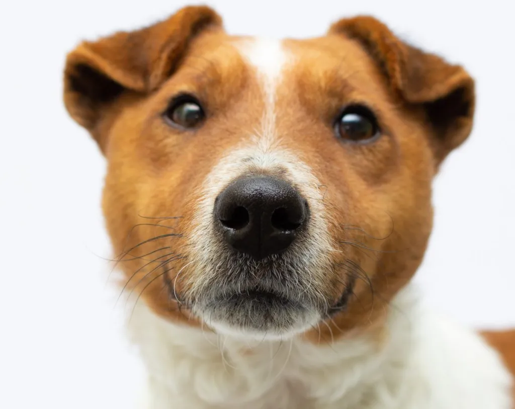 portrait of a purebred smooth fox terrier in front of white background dog's nose