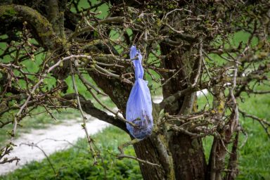 Bag containing dog waste hanging on a tree like the dog poo bags in Britain