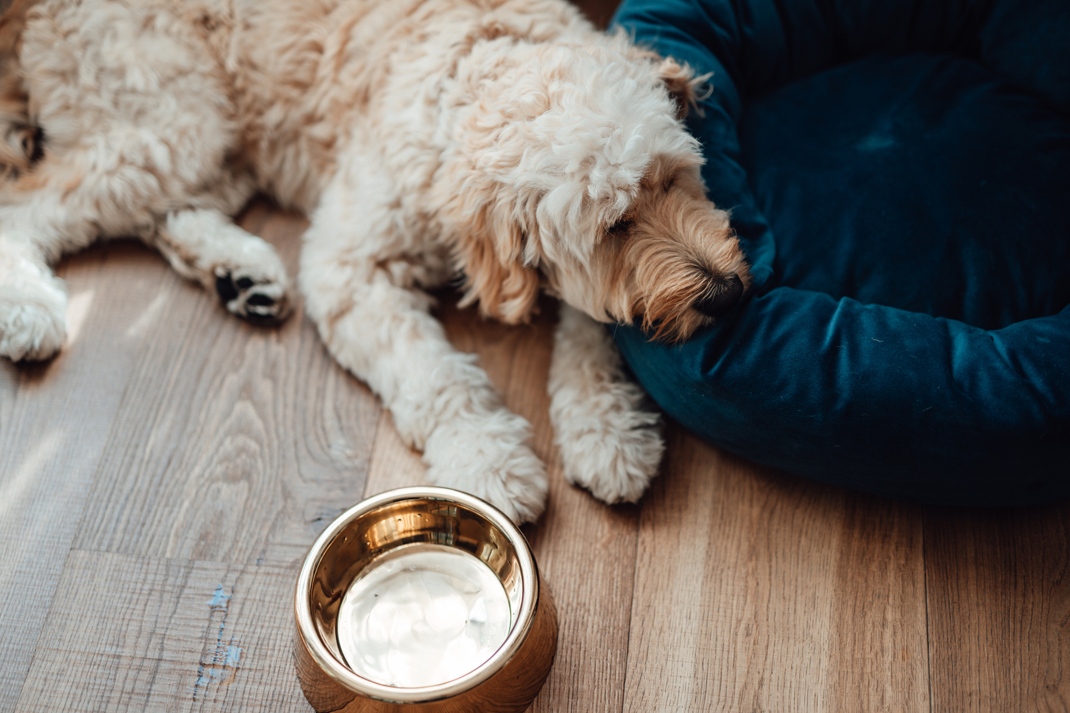 What To Do if My Dog Doesn’t Drink Enough Water Causes and Solutions