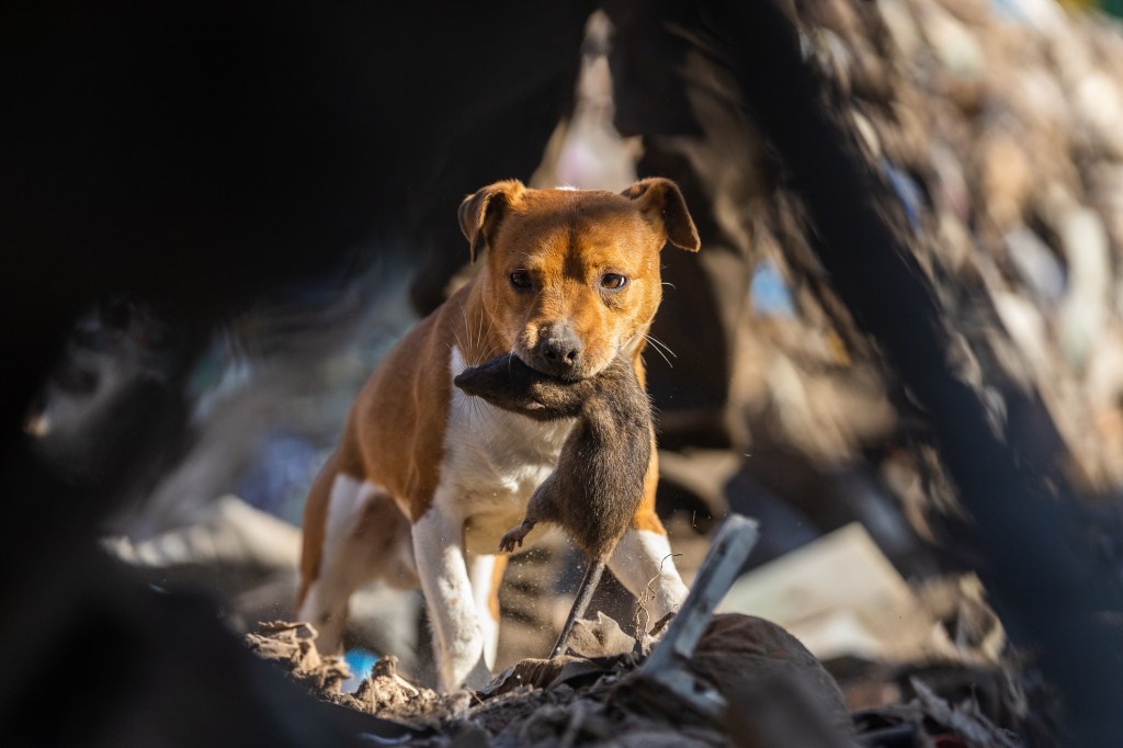 A Plummer Terrier carrying a dead rat in their mouth. A group of dog owners is using Terriers to help tackle Washington, D.C.'s rat problem.