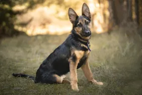 A German Shepherd, similar to the one who was recently rescued from a well in New Hampshire.