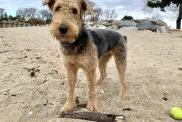 A young Airedale Terrier.