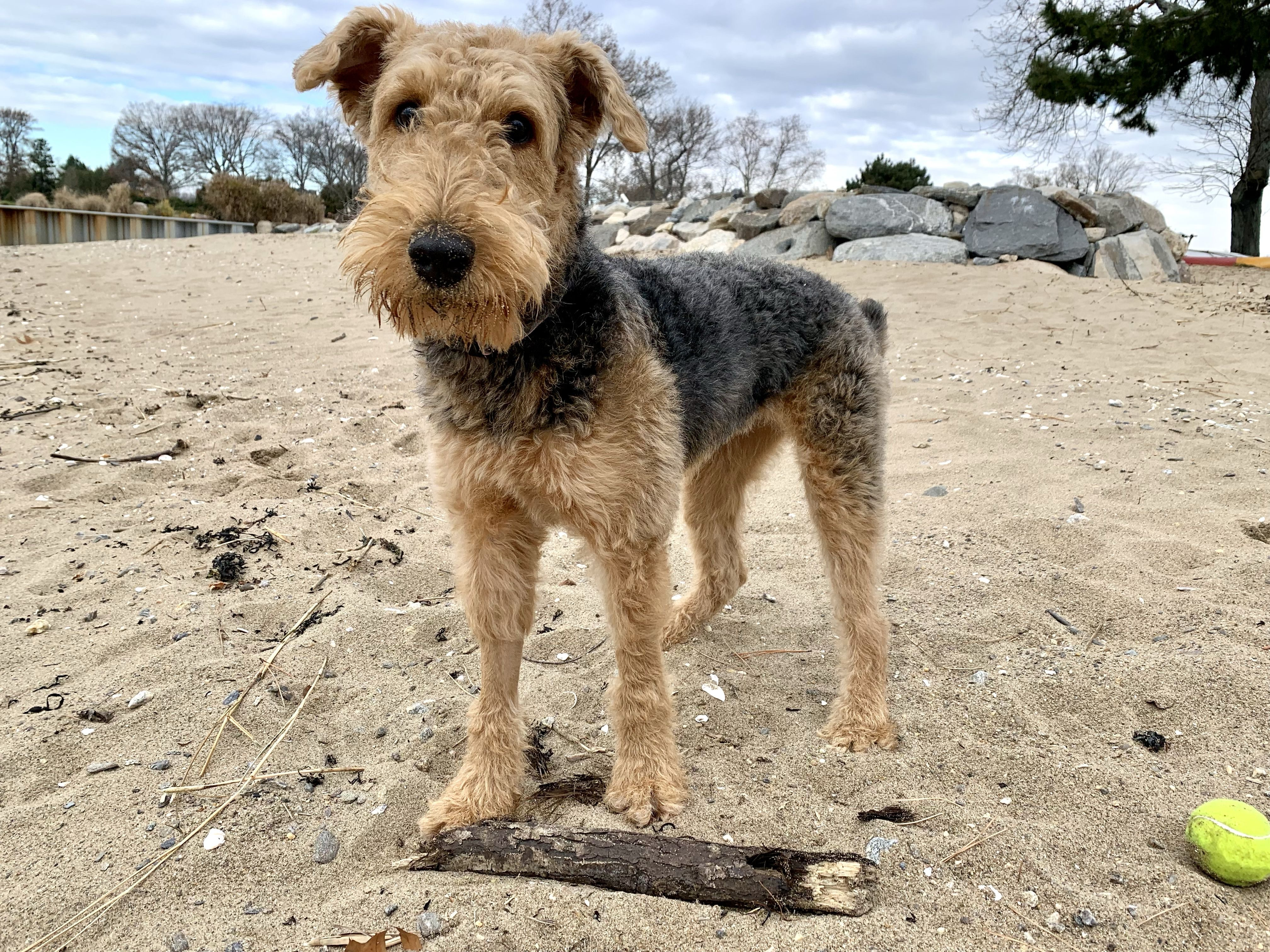 Famous airedales sales