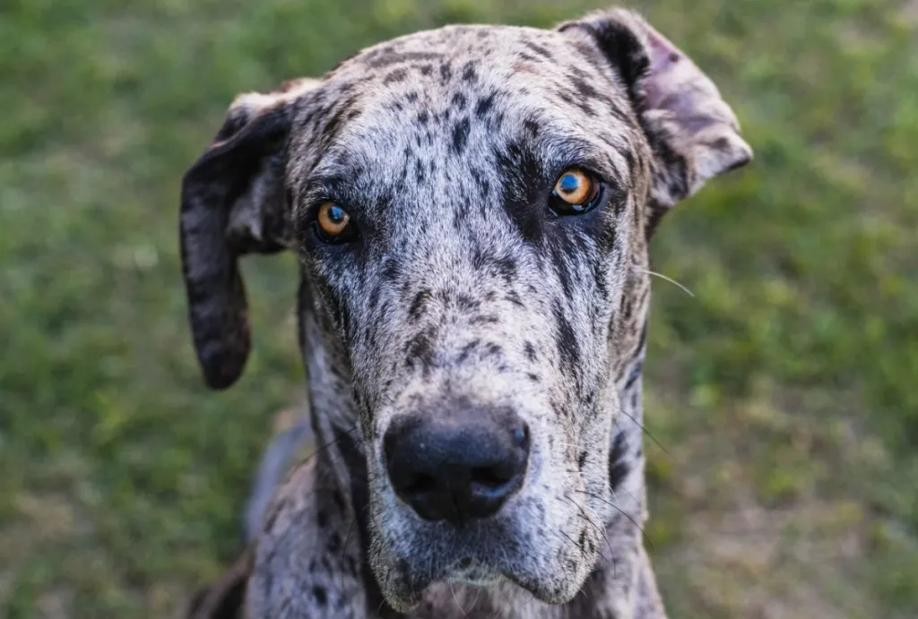 speckled Great Dane sitting on the grass looking up at the camera