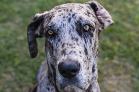 speckled Great Dane sitting on the grass looking up at the camera