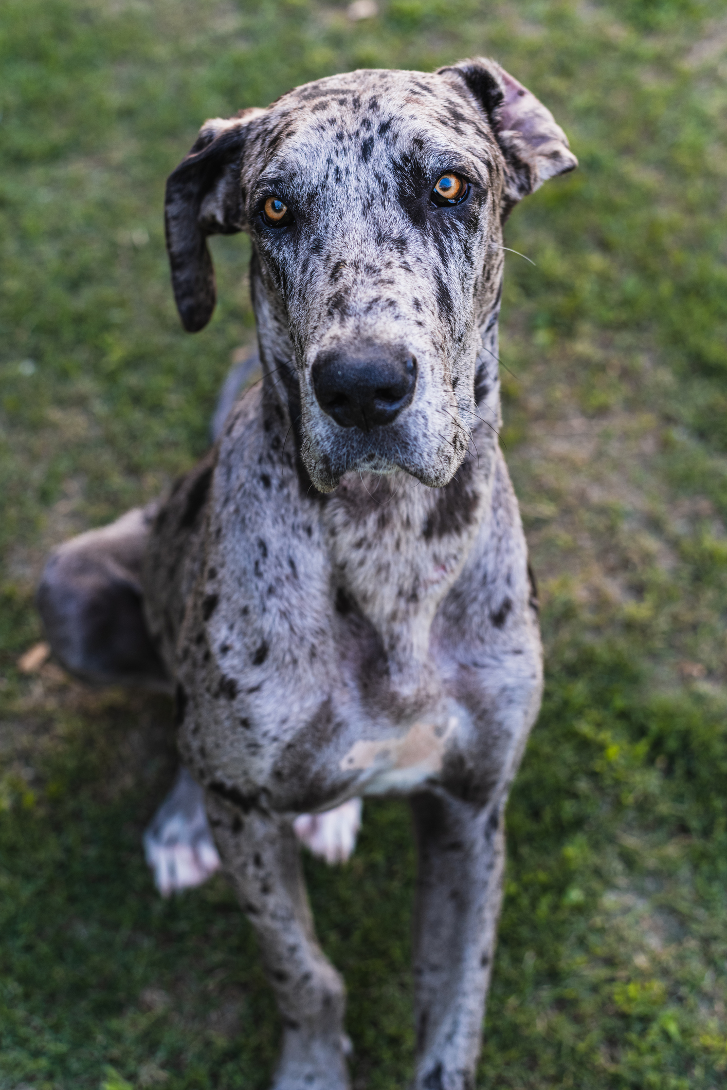 Great Dane Dog Breed Information Characteristics