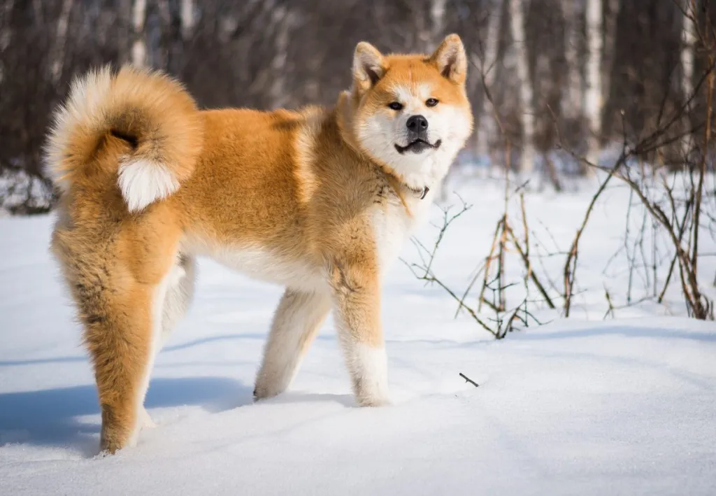 Akita Inu dog stands in a snowy forest Kamchatka