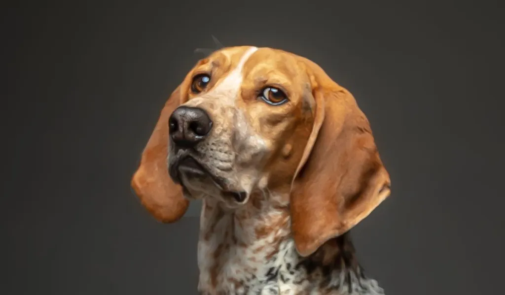 Male American English aka Redtick Coonhound sitting and looing at camera in a studio with a gray background.
