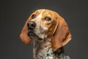 Male American English aka Redtick Coonhound sitting and looing at camera in a studio with a gray background.