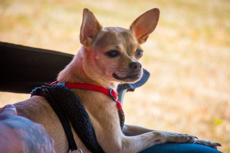 A Chihuahua, similar to the one who was poisoned by a woman in Florida, who used pesticide.