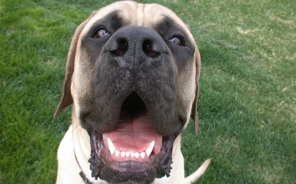 Up close view of Dogen, an English Mastiff who is nine months old and already weighs in at 150 pounds!