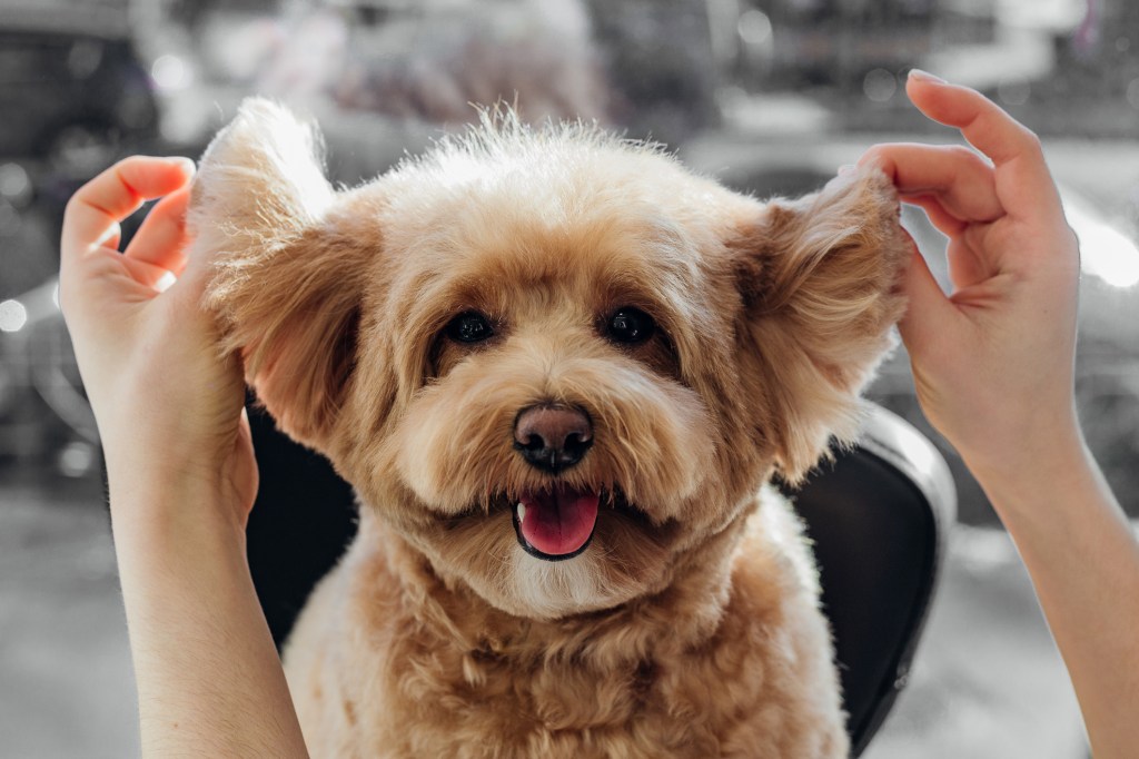 A Poodle Mix smiles happily at the camera during a grooming session. This type of dog is not an an easy-to-groom breed and requires additional maintenance.