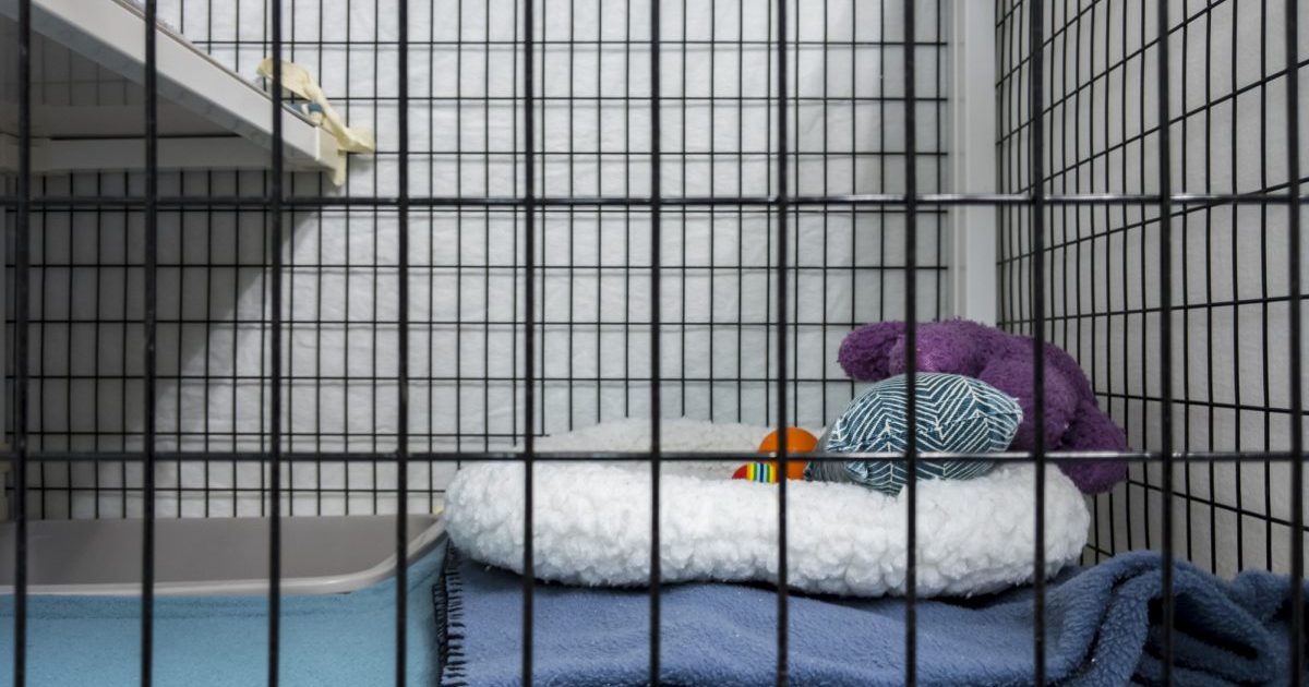 Arizona Shelter Dog Sets off Alarm in Attempted Escape