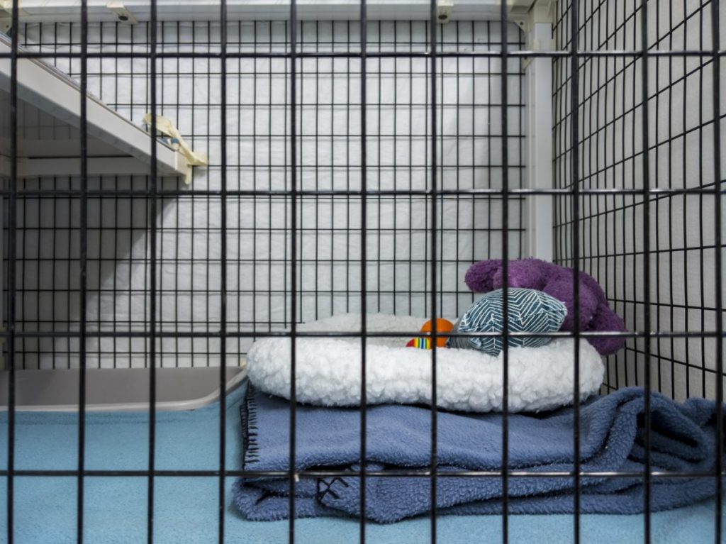 A dog kennel at a shelter with beddings inside, like the one where dog escapes from kennel
