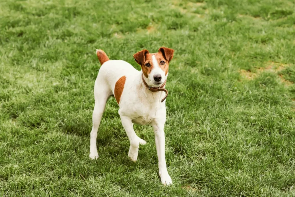 Smooth Fox Terrier sitting in a grass, looking at the camera