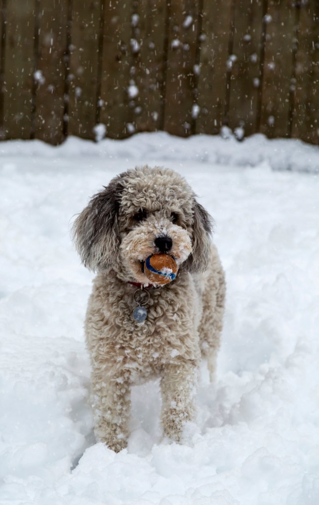 Cute Aussiedoodle in snow.