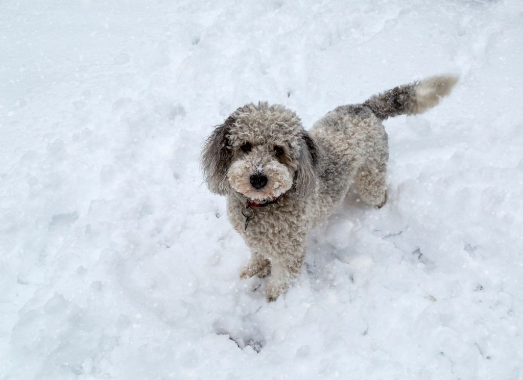 Aussiedoodle puppy plays in snow.