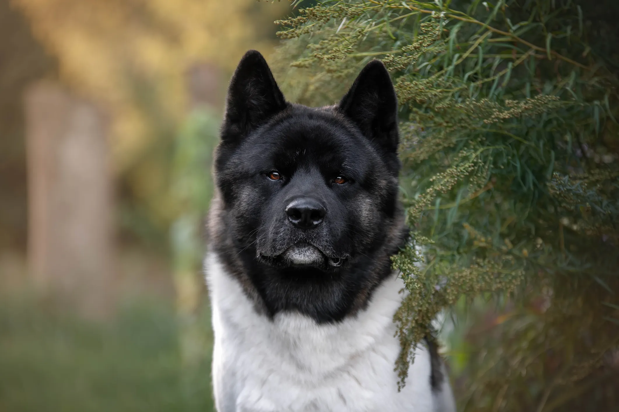 Akita clearance working dog