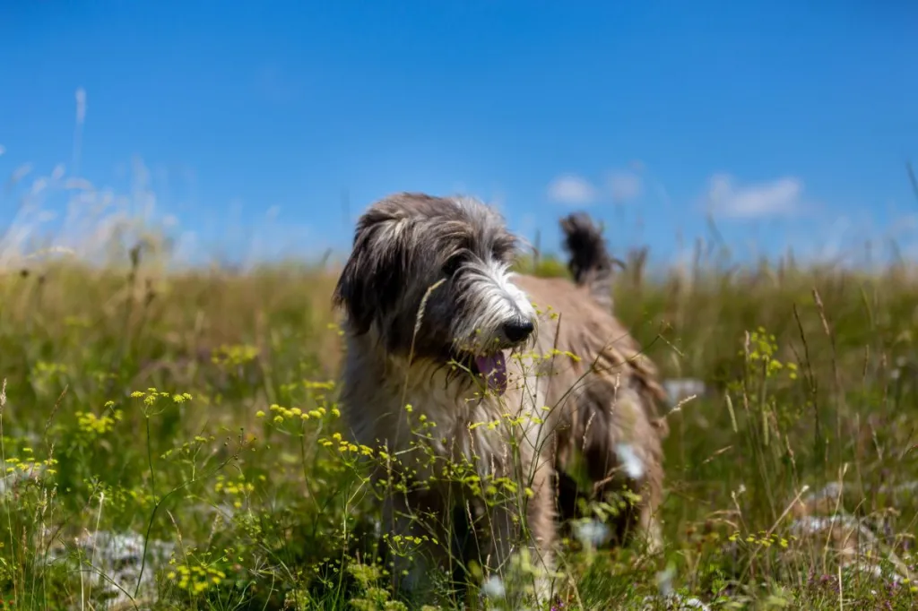 A closeup shot of a Romanian Mioritic Shepherd in the garden